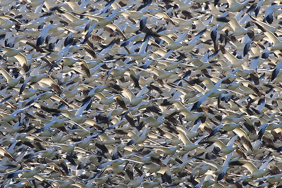 Snow Geese en masse