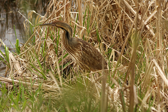 American Bittern