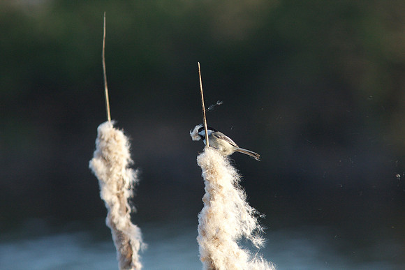 Black Capped Chickadee