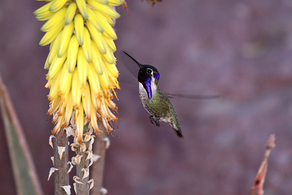 Costa's Hummingbird