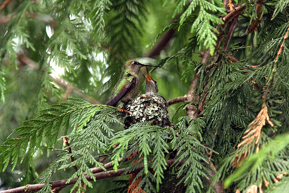 Anna's Hummingbird in nest