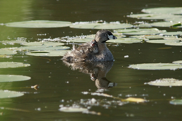 Pied Billed Grebe and chicks
