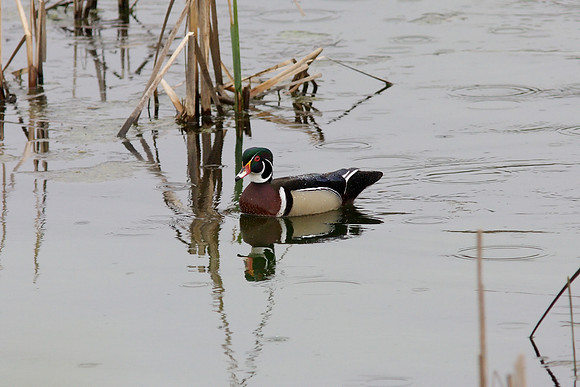 Wood Duck