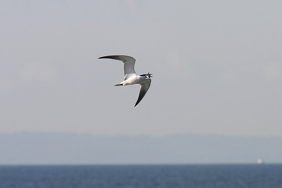 Caspian Tern
