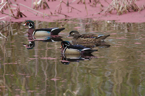 Wood Duck