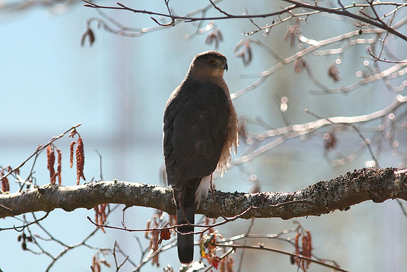 Cooper's Hawk