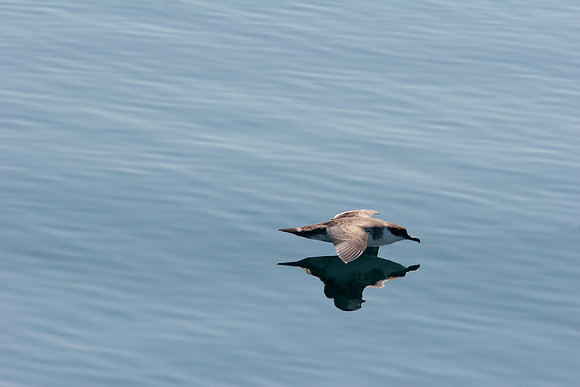 Greater Shearwater