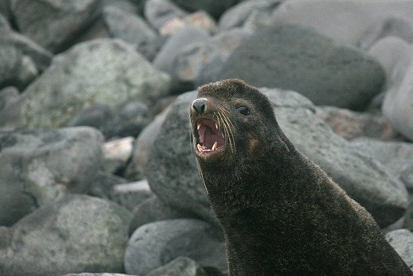 Northern Fur Seal