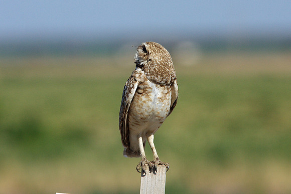 Burrowing Owl