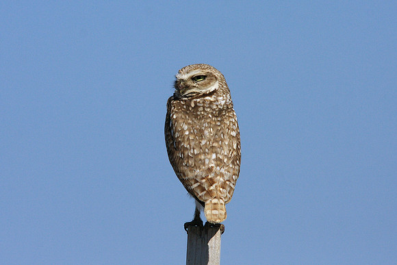 Burrowing Owl