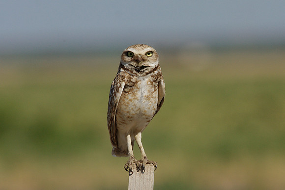 Burrowing Owl