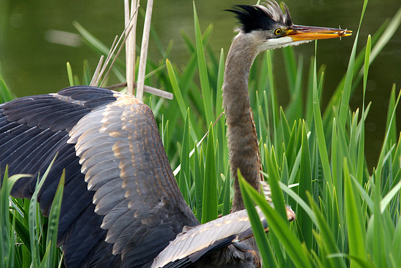 Great Blue Heron