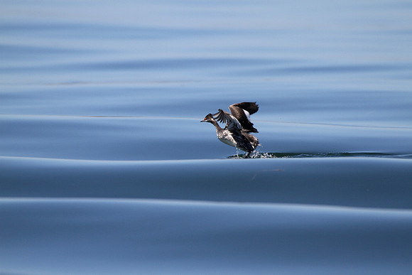 Eared Grebe