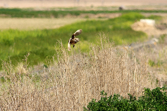 Burrowing Owl