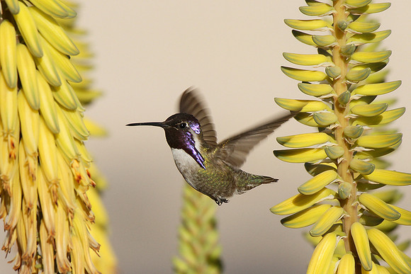 Costa's Hummingbird