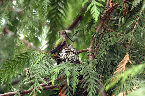 Anna's Hummingbird in nest