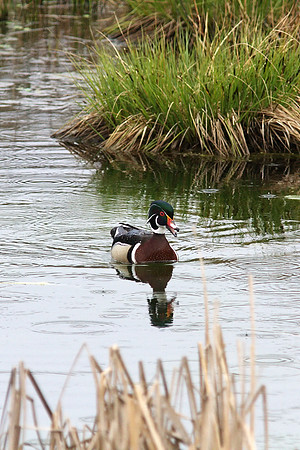 Wood Duck