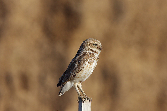 Burrowing Owl