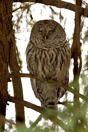 Barred Owl