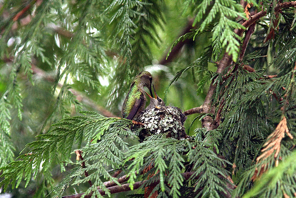 Anna's Hummingbird in nest