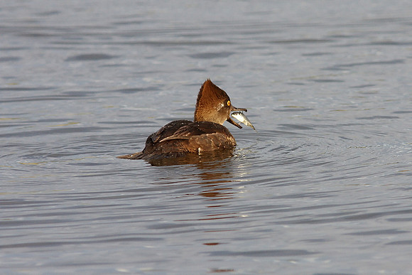 Female Hooded Merganser
