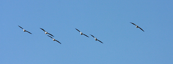 White Pelican