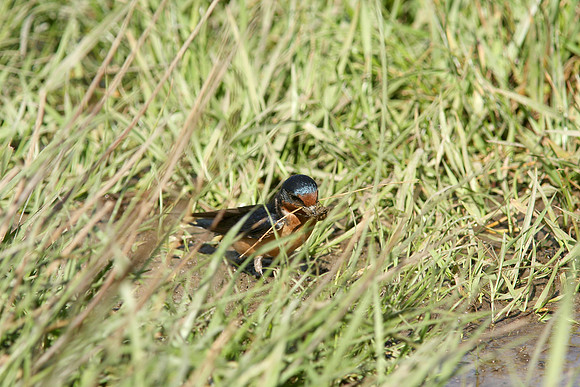Barn Swallows, gathering mud