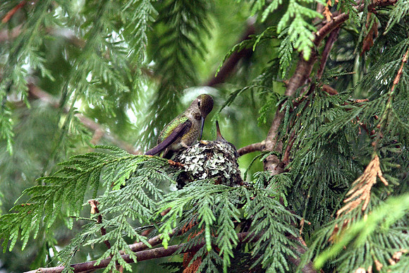 Anna's Hummingbird in nest