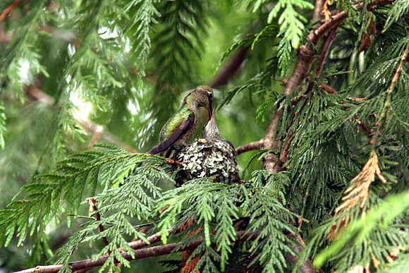 Anna's Hummingbird in nest