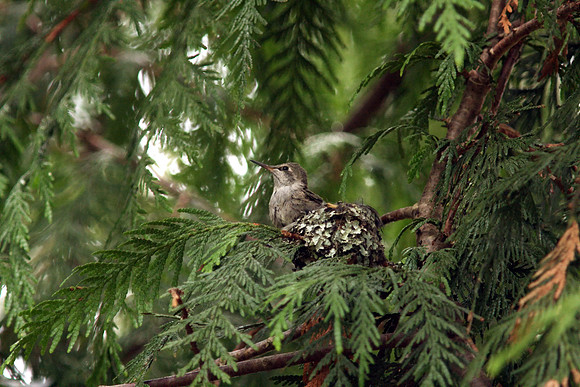 Anna's Hummingbird in nest