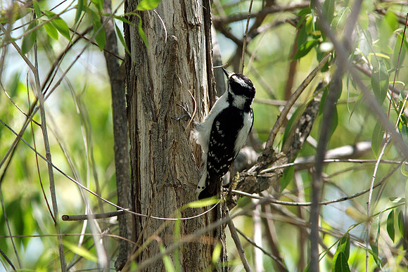 Downy Woodpecker