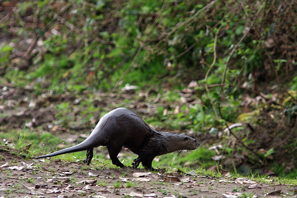 River Otter