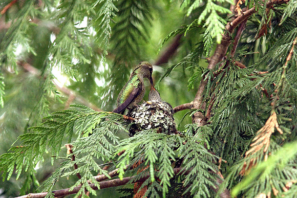 Anna's Hummingbird in nest