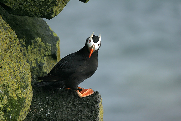 Tufted Puffin