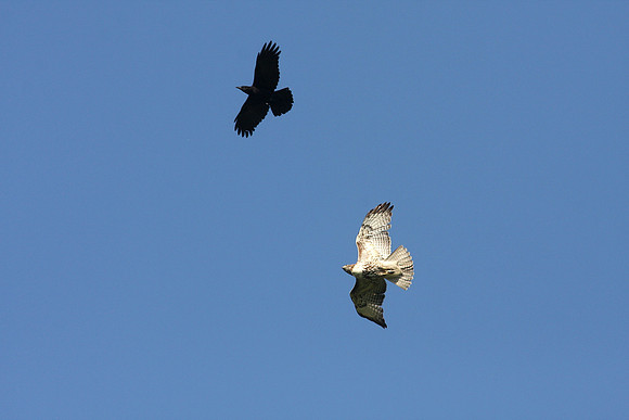 Hawk Harassed by Crows