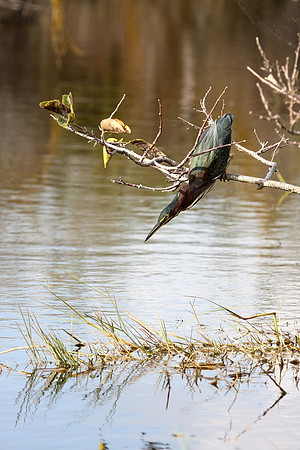 Green Heron
