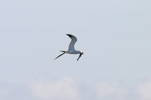 Caspian Tern
