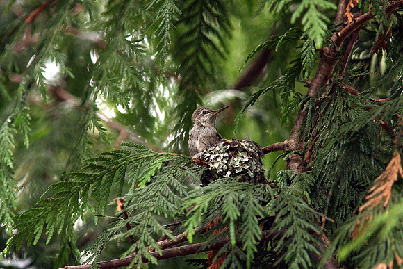 Anna's Hummingbird in nest
