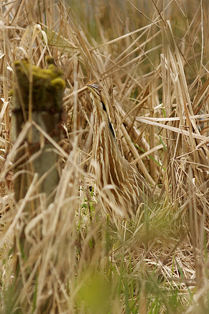 American Bittern
