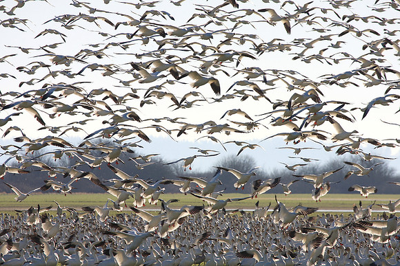 Snow Geese en masse