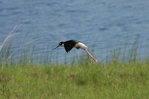 Black-necked Stilt