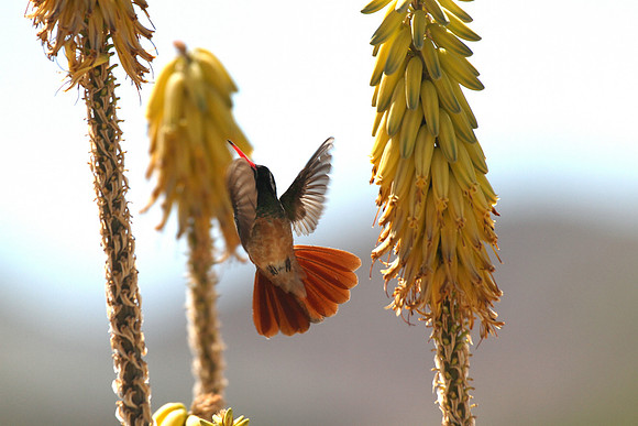 Xantus's Hummingbird