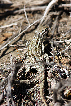 Common Sagebrush Lizard