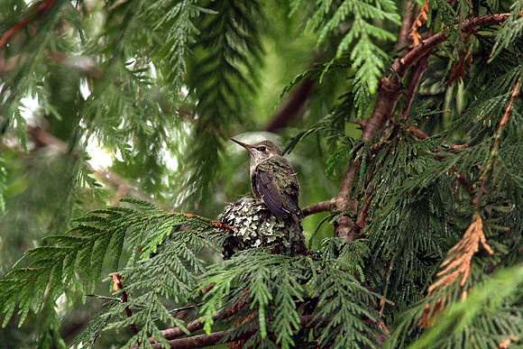 Anna's Hummingbird in nest