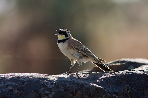 Horned Lark