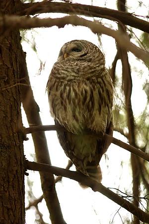 Barred Owl