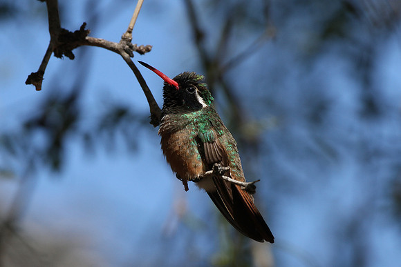 Xantus's Hummingbird