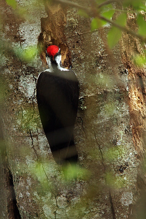 Pileated Woodpecker