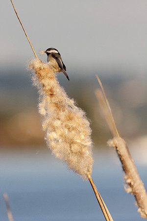 Black Capped Chickadee