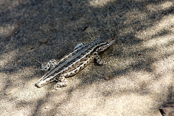 Common Sagebrush Lizard